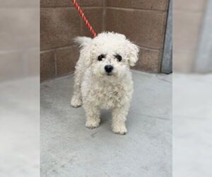 Poodle (Miniature) Dogs for adoption in Salinas, CA, USA