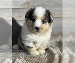 Small Photo #4 Australian Shepherd-Pembroke Welsh Corgi Mix Puppy For Sale in WAUKON, IA, USA