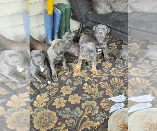 Medium Photo #6 American Pit Bull Terrier Puppy For Sale in WAUSAU, WI, USA