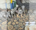 Small #5 American Pit Bull Terrier