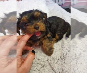 Yorkshire Terrier Puppy for sale in OAKLAND, CA, USA