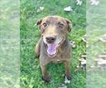Small #1 American Pit Bull Terrier Mix