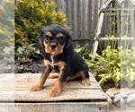 Small #4 Cavalier King Charles Spaniel