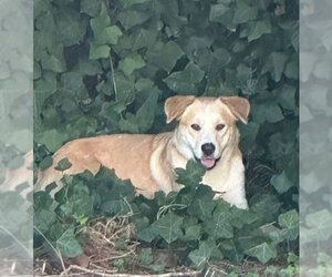 Huskies -Labrador Retriever Mix Dogs for adoption in Seattle, WA, USA