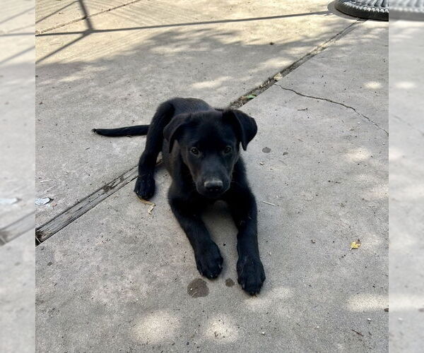 Medium Photo #2 Labrador Retriever-Unknown Mix Puppy For Sale in San Juan Capistrano, CA, USA