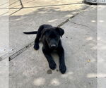 Small #1 Labrador Retriever Mix