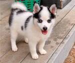 Small Photo #6 Pomsky Puppy For Sale in RAYMOND, WA, USA