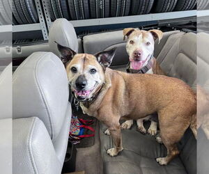 American Staffordshire Terrier Dogs for adoption in Monterey, VA, USA