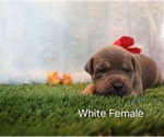 Puppy Puppy 9 White American Bully