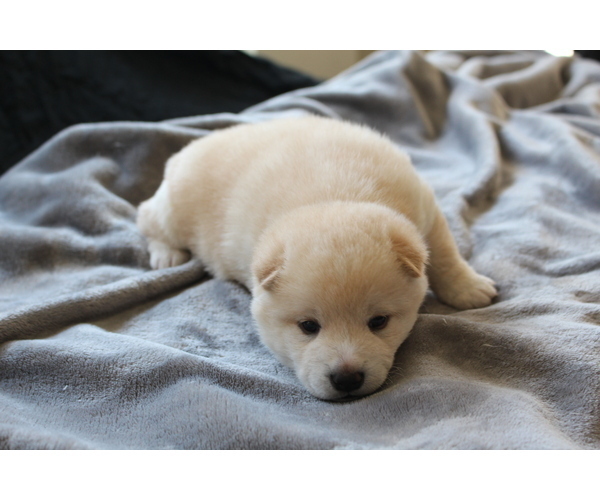 Medium Photo #12 Shiba Inu Puppy For Sale in VIRGINIA BCH, VA, USA