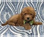 Small Photo #1 Goldendoodle (Miniature) Puppy For Sale in LAKELAND, FL, USA