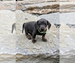 Small Photo #4 Dachshund Puppy For Sale in LOBELVILLE, TN, USA