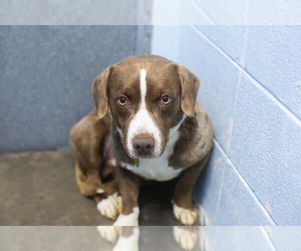 Medium Photo #1 American Pit Bull Terrier-Unknown Mix Puppy For Sale in Mountain Home, AR, USA