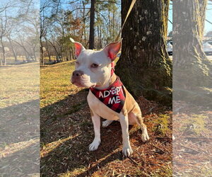 Wiggles - Female Mutt Dog for Adoption - Photo #9