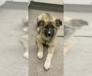 German Shepherd Dog-Unknown Mix Dogs for adoption in HESPERIA, CA, USA