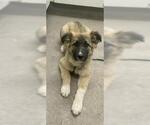 Small German Shepherd Dog Mix
