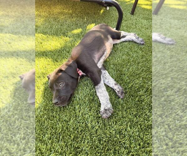 Medium Photo #2 German Shorthaired Pointer-Unknown Mix Puppy For Sale in Greenville, SC, USA