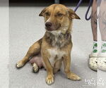 Small #2 Australian Shepherd-Pembroke Welsh Corgi Mix