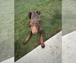 Small Doberman Pinscher