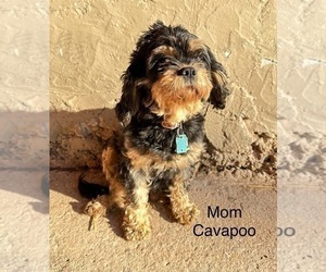 Mother of the Cavapoo puppies born on 11/25/2023