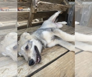 Alaskan Malamute-Czech Wolfdog Mix Puppy for Sale in ROANOKE, Virginia USA