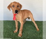 Small #2 Labrador Retriever-Rhodesian Ridgeback Mix