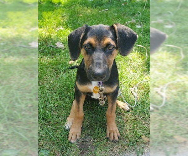 Medium Photo #2 Mutt Puppy For Sale in Genesee, WI, USA