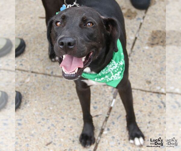 Medium Photo #2 Labrador Retriever-Retriever  Mix Puppy For Sale in Washington, DC, USA
