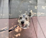 Small #2 Mutt