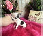 Small Chihuahua