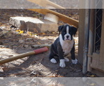 Puppy Bruno Boxer