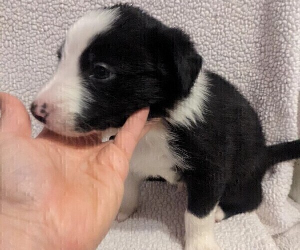 Medium Photo #10 Border Collie Puppy For Sale in HARRISON, ID, USA