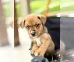 Small #1 Australian Shepherd Mix