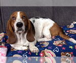Small #3 Basset Hound