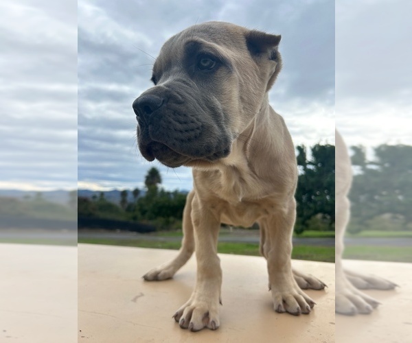 Medium Photo #36 Cane Corso Puppy For Sale in OCEANSIDE, CA, USA