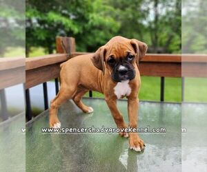 Boxer Puppy for sale in CABOOL, MO, USA