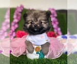 Small #1 Pomeranian