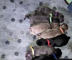 Labrador Retriever Litter for sale in PIEDMONT, SD, USA