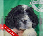 Small Spaniel Mix