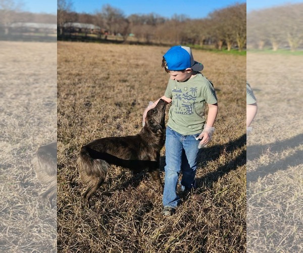 Medium Photo #3 Australian Shepherd-Unknown Mix Puppy For Sale in Wakefield, RI, USA