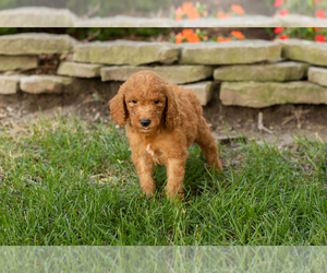 Goldendoodle-Poodle (Standard) Mix Puppy for sale in NAPPANEE, IN, USA