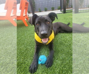 Medium Labrador Retriever Mix