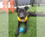 Small Labrador Retriever Mix
