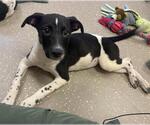 Small Photo #4  Puppy For Sale in , 