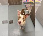 DUTCHESS - Female Mutt Dog for Adoption - Small photo