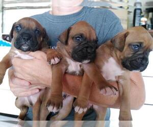 Boxer Puppy for sale in FOUNTAINTOWN, IN, USA