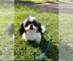 Small #5 Shih Tzu Mix