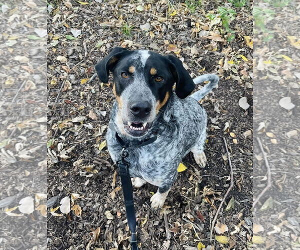 Medium Photo #3 Bluetick Coonhound-Unknown Mix Puppy For Sale in Williamsburg, IA, USA