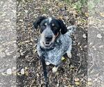 Small #2 Bluetick Coonhound Mix