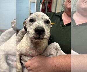American Pit Bull Terrier-Unknown Mix Dogs for adoption in Rustburg, VA, USA